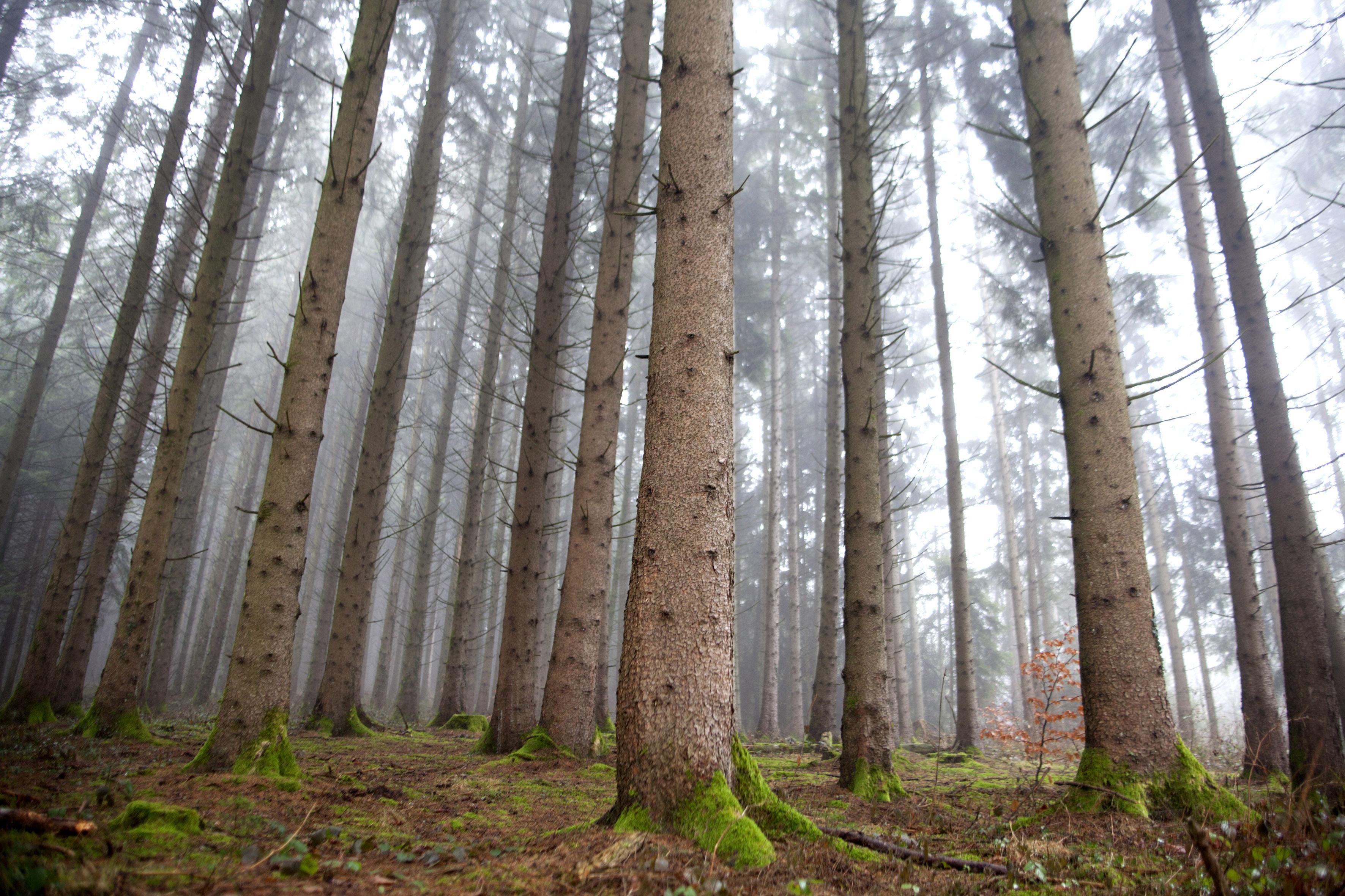 L'esprit de la forêt [RTS - Philippe Christin]