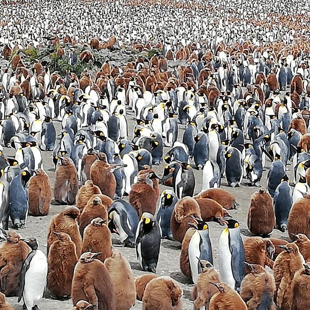 Ile aux Cochons, archipel Crozet: l'effondrement des populations de manchots royaux alerte les scientifiques. [DR - Michel Izard]