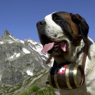 Elodie, un chien Saint-Bernard de l'élevage de l'Hospice du Grand-Saint-Bernard en 2000. [Keystone]