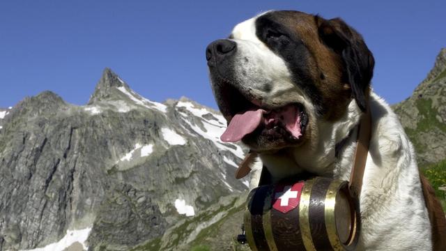 Elodie, un chien Saint-Bernard de l'élevage de l'Hospice du Grand-Saint-Bernard en 2000. [Keystone]