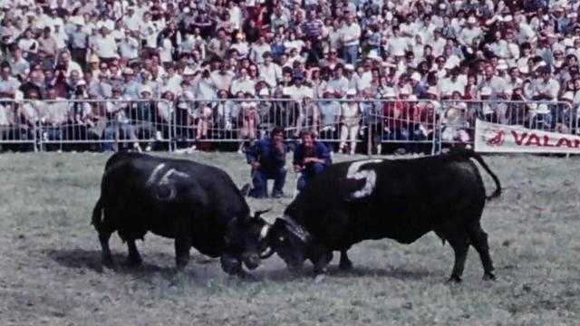 Combat de reines du Val d'Hérens en 1986. [RTS]