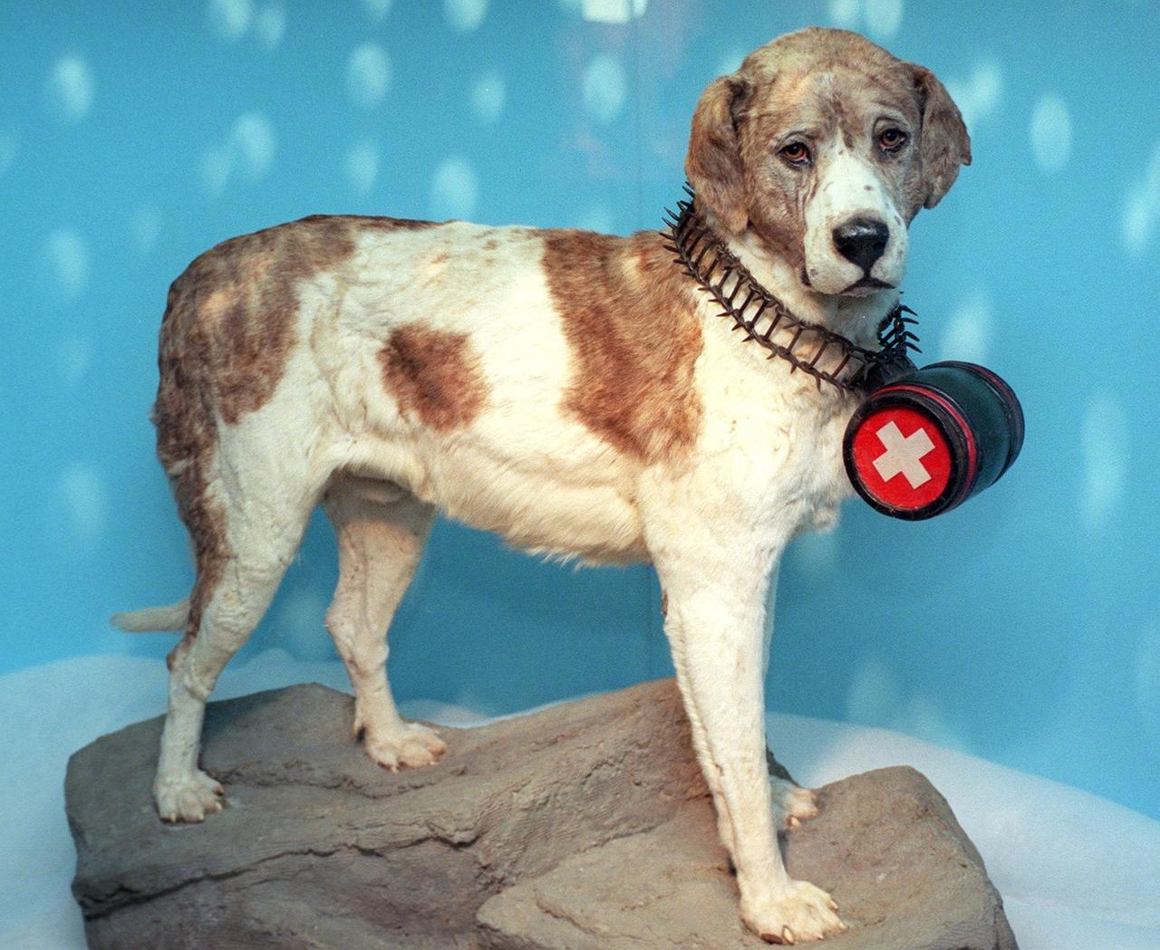 Barry, le chien Saint-Bernard légendaire. [Keystone - Martin Schweizer]