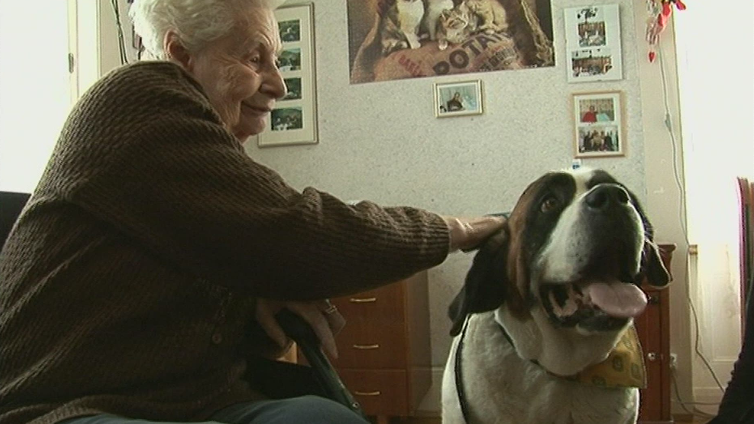 Un chien Saint-Bernard à l'EMS pour aider les personnes âgées. [RTS]