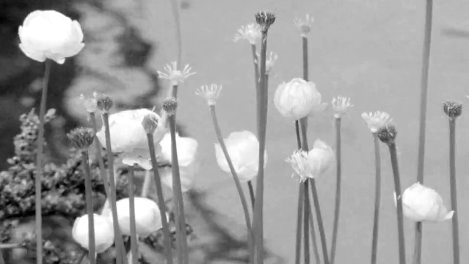 Le jardin botanique [RTS]