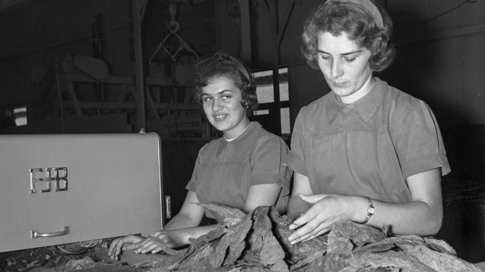 La manufacture de tabac Burrus à Boncourt en 1960. [Keystone - Alain Gassmann]