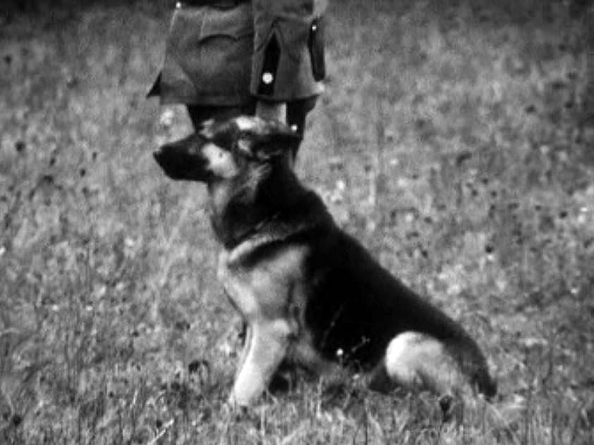 Le dressage des chiens bergers allemands pour des concours.