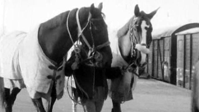 Pour le concours de saut, les chevaux sont bichonnés.