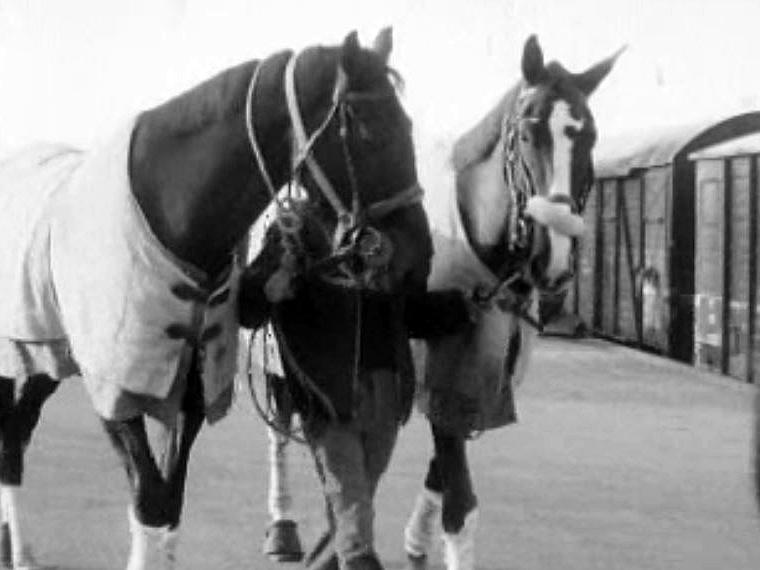 Pour le concours de saut, les chevaux sont bichonnés.