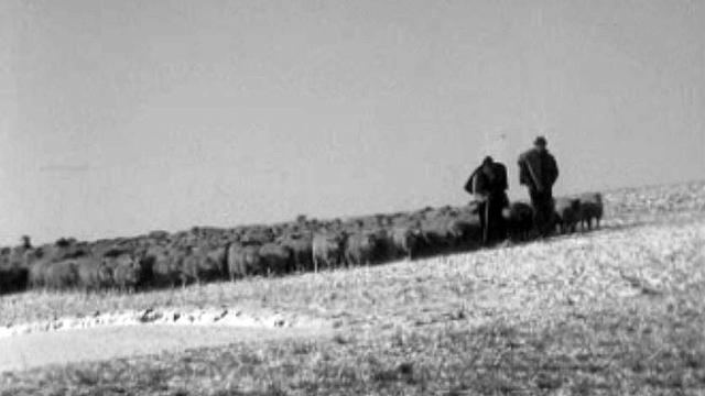 Les bergers préfèrent la compagnie des moutons.