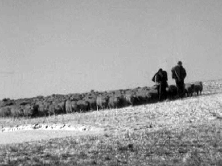 Les bergers préfèrent la compagnie des moutons.