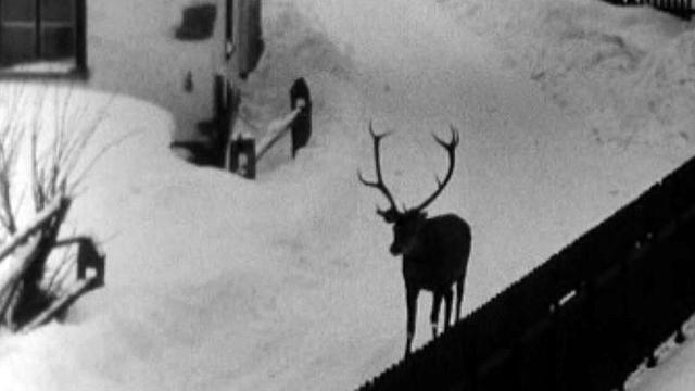 Trop de neige, les cerfs doivent sortir du bois pour se nourrir.