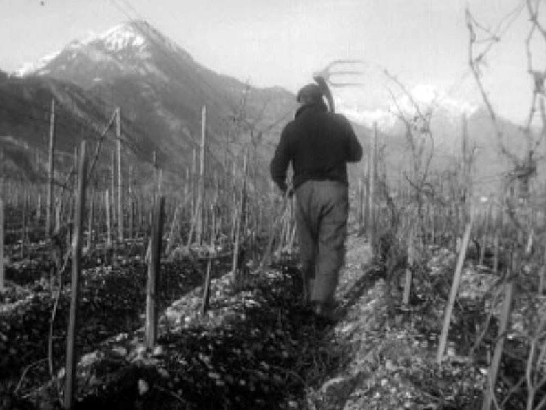 Avec le printemps, le vigneron retourne à sa vigne.