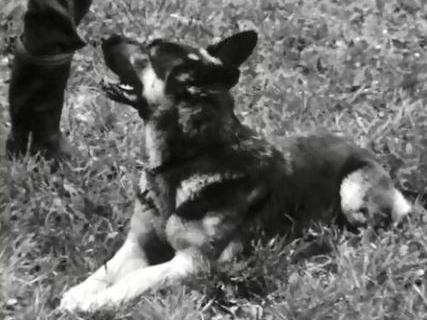 La police fribourgeoise entraîne ses chiens policiers. [RTS]