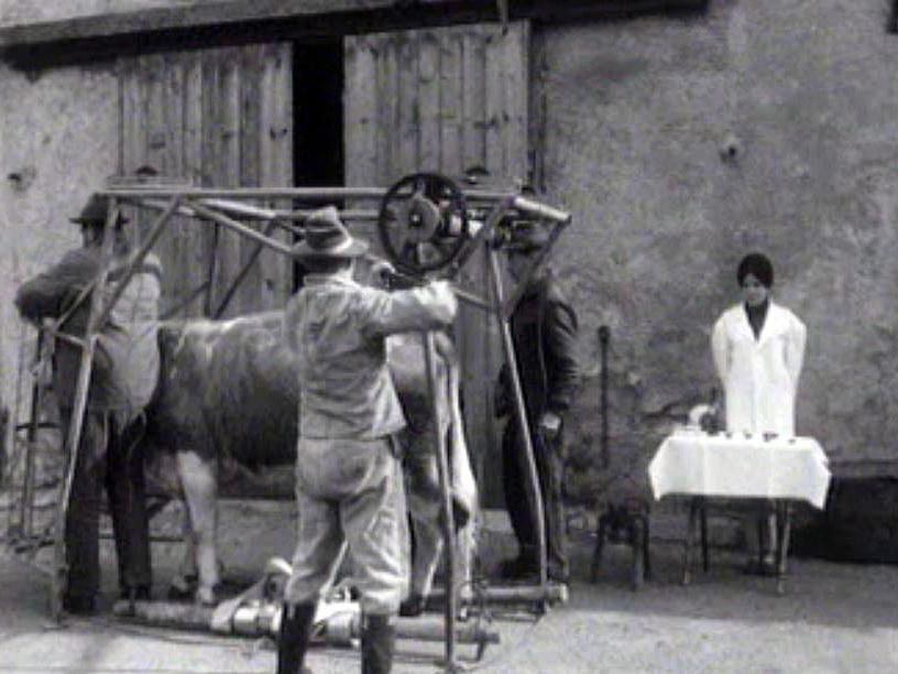 Des diplômés en pédicure bovine en pleine action dans un village vaudois.