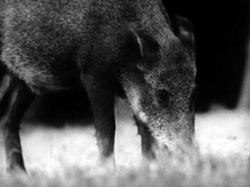 Sur les traces des animaux de nos forêts. Une émission pour les jeunes.