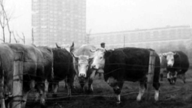 Le nombre de vaches laitières diminuent dans le canton de Genève.