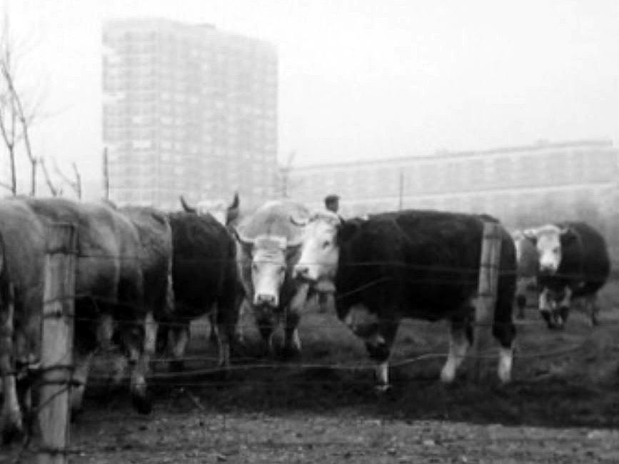 Le nombre de vaches laitières diminuent dans le canton de Genève.