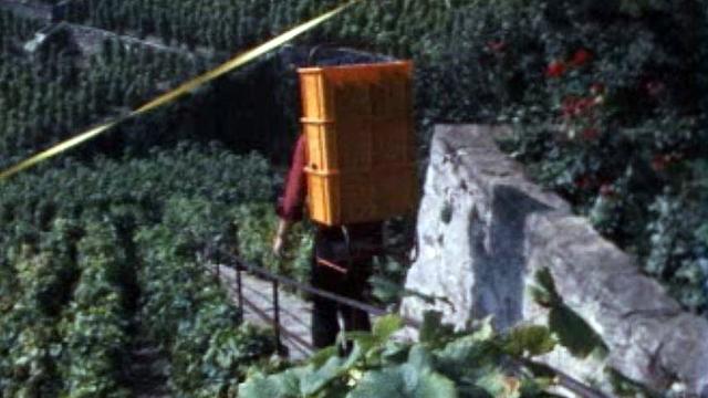 Les vendanges constituent le couronnement d'une année de labeur.