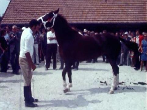 70e édition du marchà-concours de chevaux des Franches-Montagnes en 1973. [RTS]