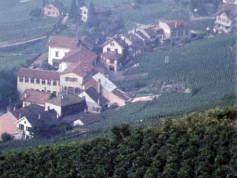 Tout le village est gagné par l'animation des vendanges.