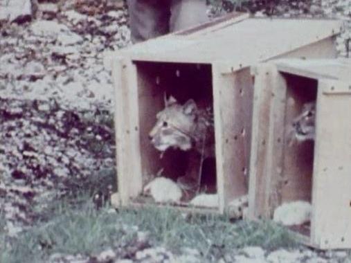 Coup d'oeil prudent du lynx avant le départ vers la liberté. [RTS]