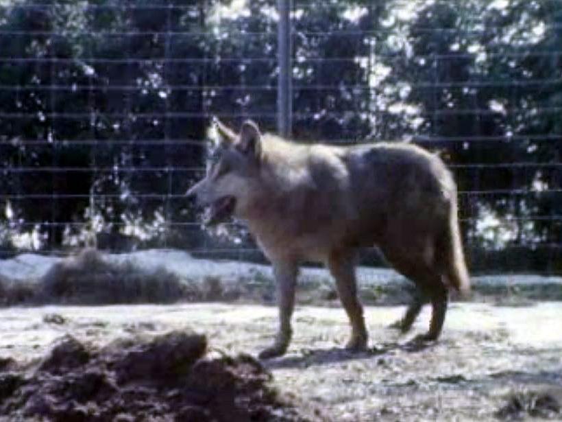 Des témoins disent avoir aperçu des loups près d'Henniez.