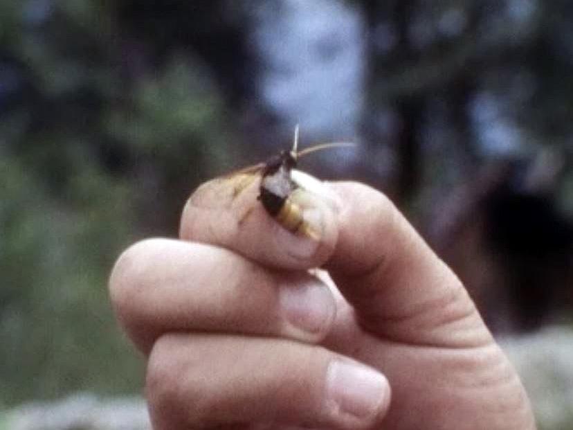 Evocation du bostryche, redoutable petit vandale de nos forêts. [RTS]