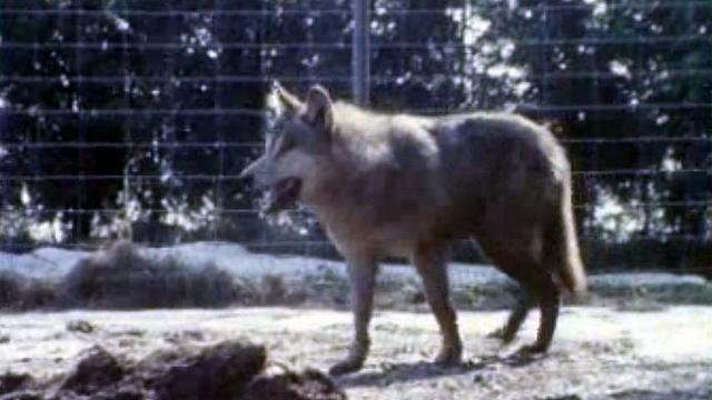 Des témoins disent avoir aperçu des loups près d'Henniez.
