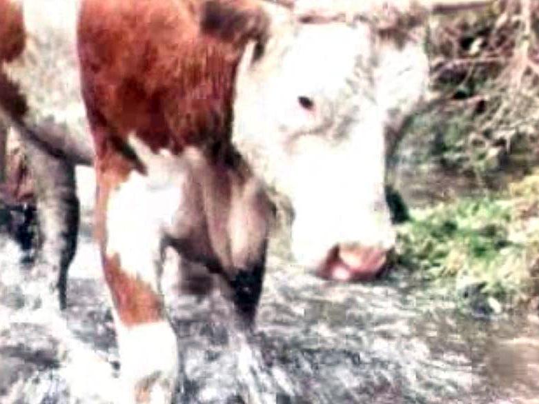 Des agriculteurs importent illégalement de la semence de taureaux.