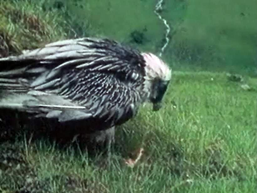 Premier lâcher de gypaète barbu en Suisse depuis son extinction.