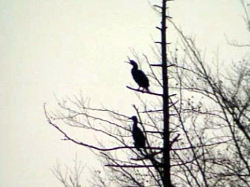 Les pêcheurs et chasseurs unis contre le cormoran.