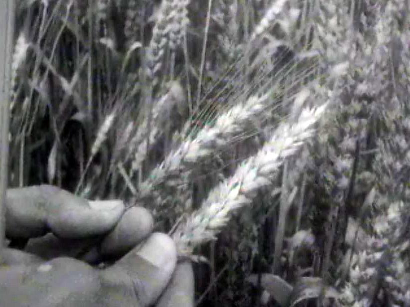 Les produits bio sont-ils vraiment cultivés en Suisse? Enquête.