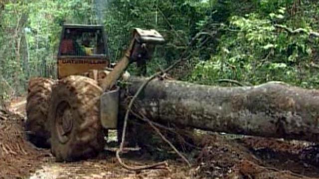 L'exploitation du teck menace la forêt vierge en Birmanie.