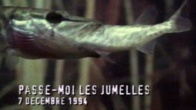 Humour et poissons d'avril dans les archives de la TSR.