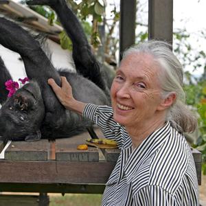 Jane Goodall, primatologue. [RTS]