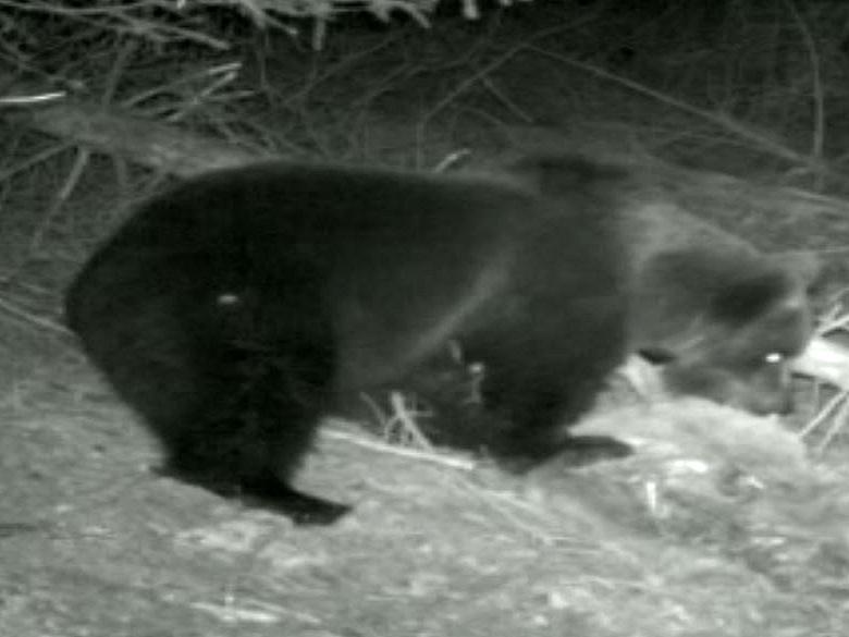 L'ours de retour en Suisse en 2008 est abattu sur décision des autorités.