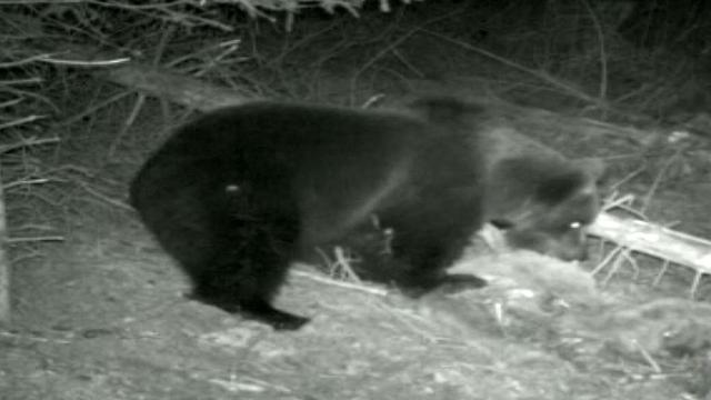 L'ours de retour en Suisse en 2008 est abattu sur décision des autorités.