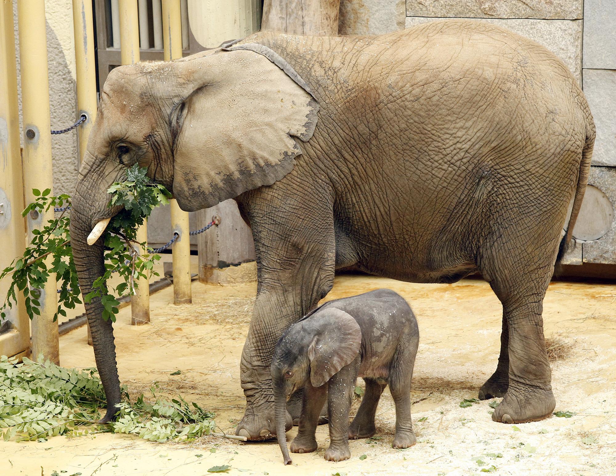 Les éléphants en captivité vivent également plus longtemps.