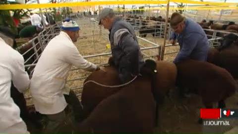 FR: les éleveurs de moutons bruns-noirs exposent ce week-end leurs plus belles bêtes au Lac Noir