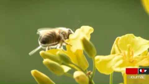 Suisse: les abeilles sont menacées. L'hiver a été meurtrier et l'importation de ruches étrangères reste controversé