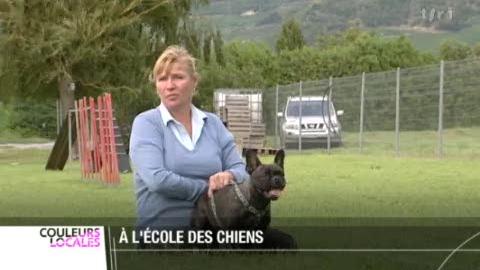 En Suisse Romande, les nouveaux propriétaires de chiens devront désormais être munis de leur attestation de cours canins