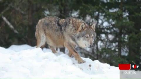 Italie: les bergers italiens ont appris à cohabiter avec le loup. Exemple dans les Alpes Piémontaises