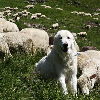 Très utiles auprès des ovins, les chiens de protection provoqueraient des problèmes auprès des bovins. [Keystone]