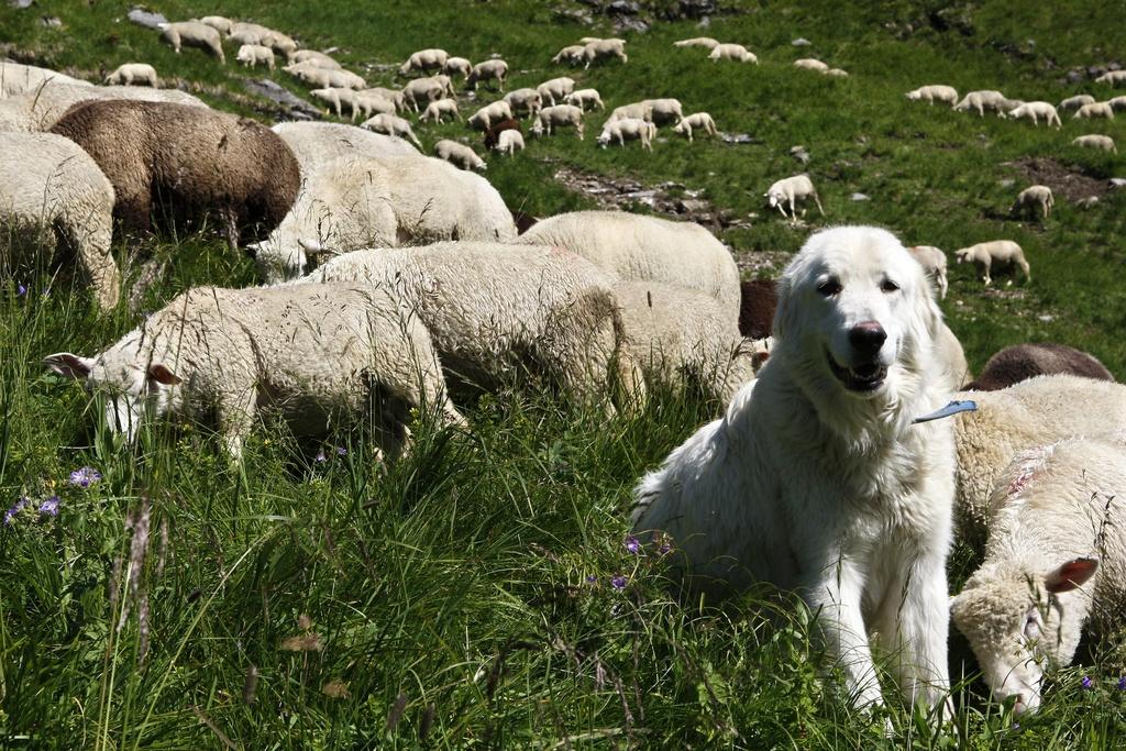 Très utiles auprès des ovins, les chiens de protection provoqueraient des problèmes auprès des bovins. [Keystone]