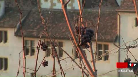 Le minimag: les vendanges tardives ont démarré dans le canton de Neuchâtel