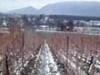 A la découverte du Mandement dans le vignoble genevois.