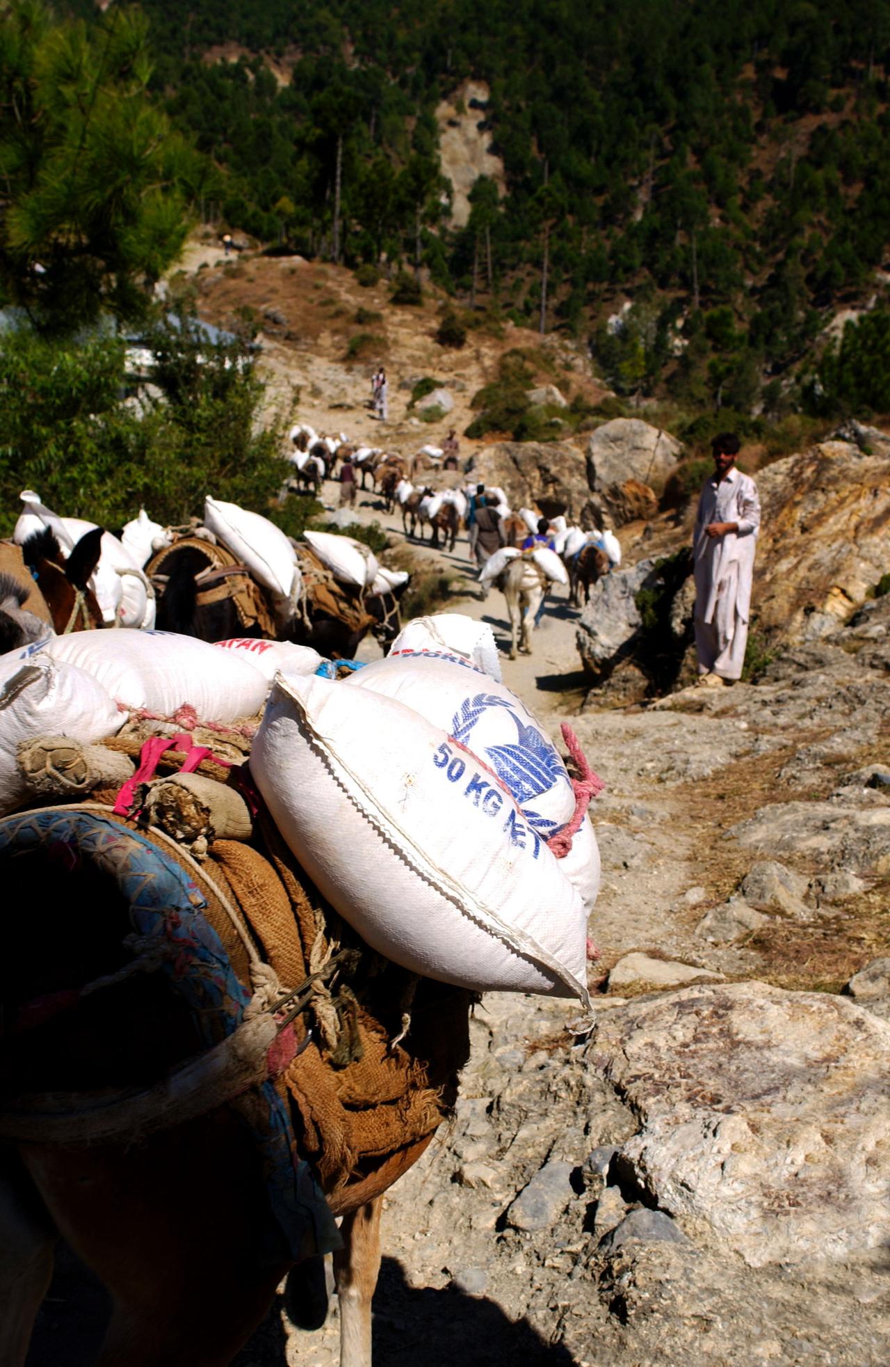 La FAO estime urgent d'acheminer des semences vers les familles paysannes pour éviter une catastrophe alimentaire. [REUTERS - � Ho New / Reuters]