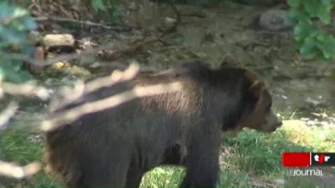 Grisons: l'ours est de retour, ce qui suscite l'angoisse chez certains bergers