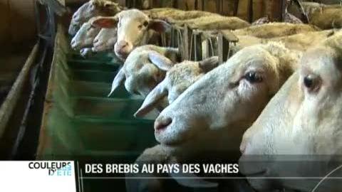 Rossinière (VD): des éleveurs se sont lancés dans la production de fromage de brebis