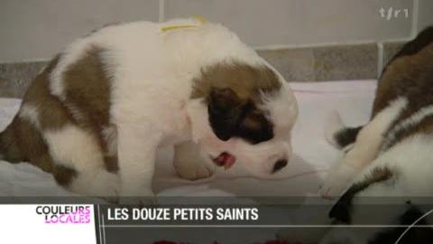 VS / Vex: douze chiots Saint-Bernard ont vu le jour il y a trois semaines